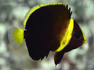 金蝴蝶 Chaetodontoplus septentrionalis 蓝带荷包鱼 幼鱼 身体呈黑色，眼后方有一黄色的横带