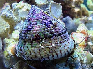 Gastropoda Trochus maculatus