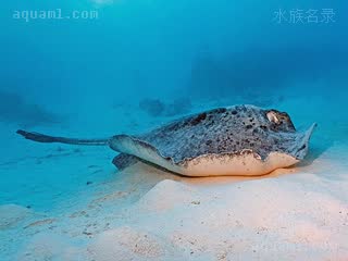 黑斑鳐 Taeniurops meyeni 迈氏拟条尾魟  侧面视角