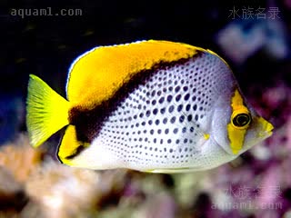 金丁蝶 Chaetodon declivis 斜蝴蝶鱼 成鱼 