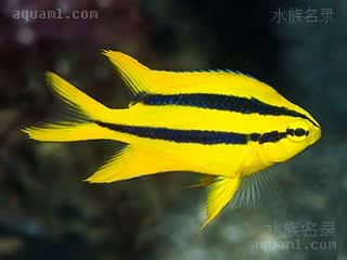 皇帝雀 Neoglyphidodon nigroris 黑褐新箭齿雀鲷 幼鱼(1) 身体呈亮黄色，身体中部及中上部有各有一条黑色的纵带