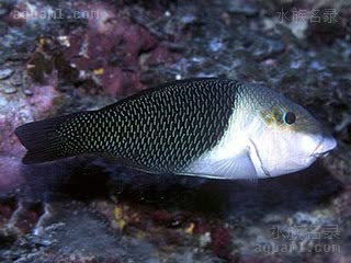 熊猫龙 Hemigymnus melapterus 黑鳍厚唇鱼 亚成 分界线渐渐变为弧线，尾鳍变为黑色，头部开始长出纹路