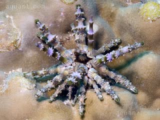 Cidaridae Prionocidaris verticillata