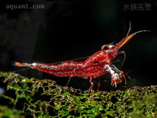 苏拉威西木纹虾 Caridina striata 线纹米虾[暂] 幼虾 