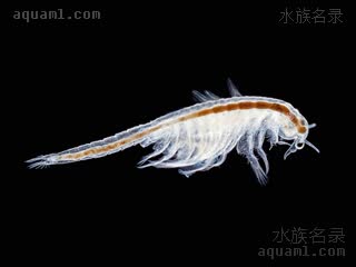 Arthropoda Artemia salina
