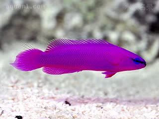 Pseudochromis Pseudochromis fridmani