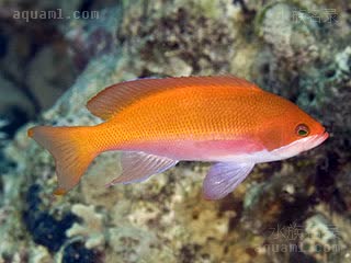 阿曼海金鱼 Pseudanthias marcia 软拟花鮨 雌鱼 体呈橙红色，尾鳍尖端鲜红，下颌及腹部的鳞片中心发白