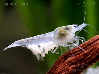  Neocaridina palmata 掌肢新米虾 雌虾 白珍珠雌虾抱卵状态