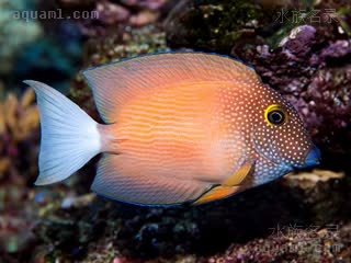 大溪地金眼吊 Ctenochaetus flavicauda 黄尾栉齿刺尾鱼 成鱼 身体呈浅红色并带有红褐色条纹，脸部斑点明显，尾鳍呈白色