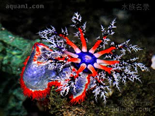 澳洲海苹果 Pseudocolochirus axiologus 非凡翼手参[暂]  滤食状态