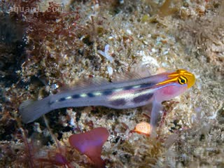 Elacatinus puncticulatus 缀点霓虹虾虎
