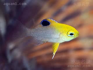 金头魔 Chrysiptera talboti 塔氏金翅雀鲷 幼鱼 背部的黑斑较大，身体后部粉色不明显