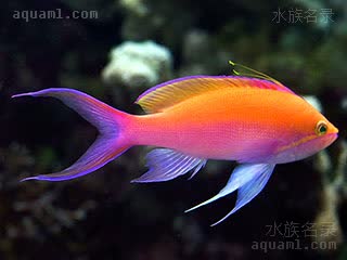 双色拟花鮨
双色海金鱼(雄) Pseudanthias bicolor(M)
