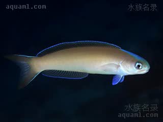 蓝边鸳鸯 Hoplolatilus cuniculus 似弱棘鱼  夜间体色