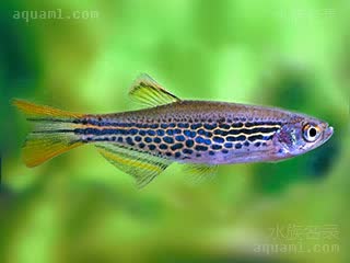 Danio rerio Danio rerio cv.'frankei'  (豹纹斑马)