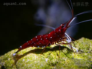 白袜虾 Caridina dennerli 丹纳氏米虾[暂]  偏暗紫红色个体