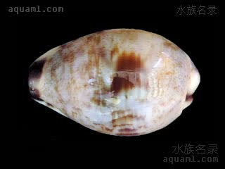 Purpuradusta gracilis 细紫端宝贝