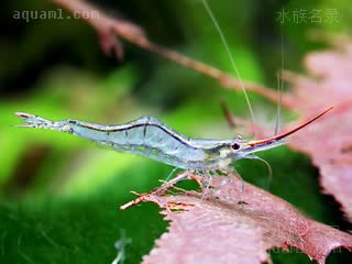 细额米虾 - 印度红鼻虾 Caridina gracilirostris