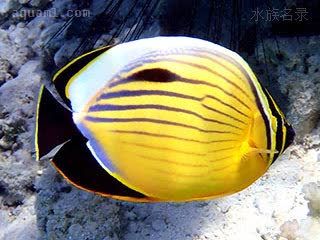 红海冬瓜蝶 Chaetodon austriacus 红海蝴蝶鱼 成鱼 大型个体