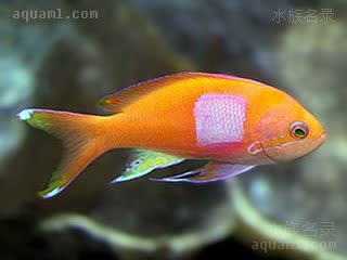 紫印 Pseudanthias pleurotaenia 侧带拟花鮨  雌雄过渡期，兼具雌雄色彩