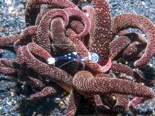  Ancylomenes magnificus 壮丽曲腰虾[暂]  栖息于剧毒的武装杜氏海葵/Dofleinia armata