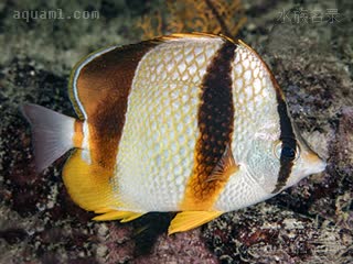 强壮蝴蝶鱼 - 加纳蝶 Chaetodon robustus