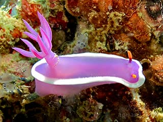 紫海牛 Hypselodoris bullocki 布氏高海牛  体色偏洋红的个体