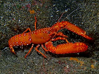 Enoplometopidae Enoplometopus occidentalis