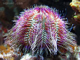 紫红火焰海胆 Salmacis bicolor 模式角孔海胆  颜色有个体差异