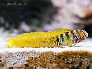 Blenniidae Omobranchus elegans