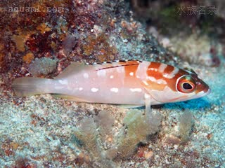玫瑰斑 Epinephelus fasciatus 横条石斑鱼 幼鱼 