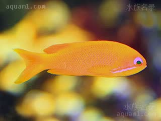 蓝眼海金鱼 Pseudanthias squamipinnis 丝鳍拟花鮨 幼鱼 呈雌鱼体色特征