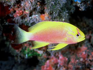  Compsanthias hawaiiensis 夏威夷美花鮨[暂] 雌鱼 