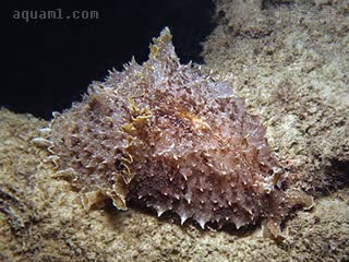 截尾食苔海猪 Dolabella auricularia 截尾海鹿兔[暂]  岩地体色