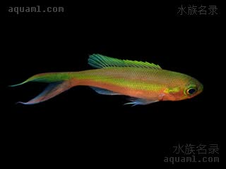  Symphysanodon katayamai 片山愈牙鮨 幼鱼 