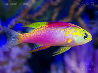 彩虹仙子 Pseudanthias ventralis 大腹拟花鮨 雄鱼 体呈金属紫色，头部黄色，背部黄色区域有深紫色斑点