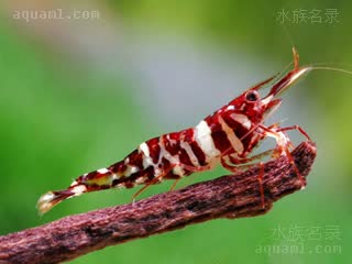 海绵米虾 - 蒂格里虎斑虾 Caridina spongicola