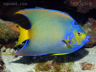 女王神仙 Holacanthus ciliaris 额斑刺蝶鱼 成鱼 成鱼体色在不同地域略有不同