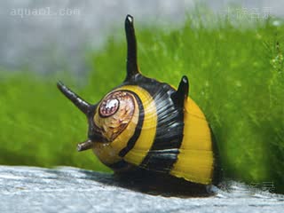 Gastropoda Clithon diadema