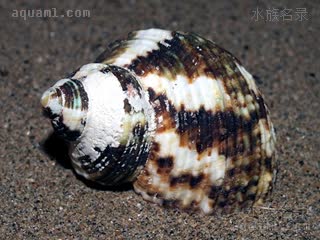 Turbo chrysostomus 金口蝾螺