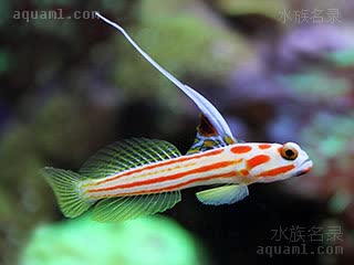 Gobiidae Stonogobiops yasha