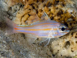 橙线玫瑰 Ostorhinchus cyanosoma 金带鹦天竺鲷 幼鱼 