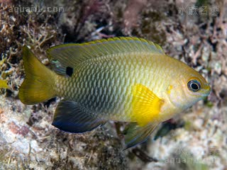 单点雀 Chrysiptera unimaculata 无斑金翅雀鲷 成鱼(1) 