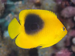 美国石美人 Holacanthus tricolor 三色刺蝶鱼 亚成(1) 黑色色块逐渐变大，蓝色边缘逐渐消失