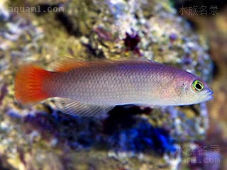 Pseudochromis coccinicauda 红尾拟雀鲷