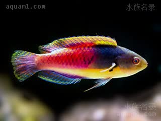 紫头鹦鹉 Cirrhilabrus cyanopleura 蓝身丝隆头鱼 雄鱼 雄鱼颜色较雌鱼丰富得多