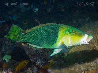 熊猫龙 Hemigymnus melapterus 黑鳍厚唇鱼 雄鱼 头部为绿色，脸颊上除了一个黄绿色斑之外，没有其它纹路