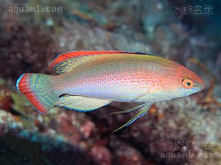 Cirrhilabrus rubrimarginatus 红缘丝隆头鱼