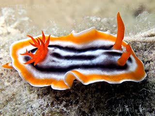 Chromodoris magnifica 华丽多彩海牛