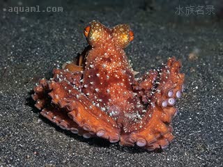 霞红章鱼 Callistoctopus luteus 黄丽蛸[暂]  正面收脚